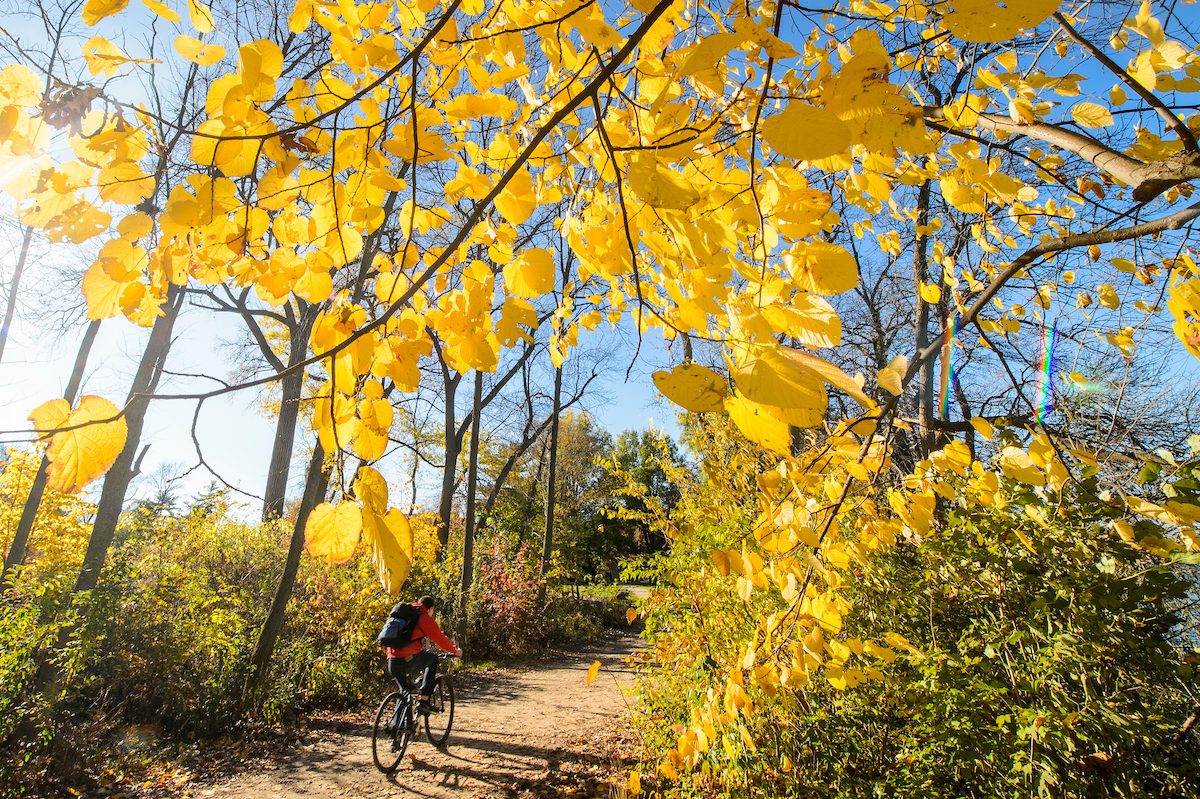 uw madison lakeshore path in the fall with a student biking on it